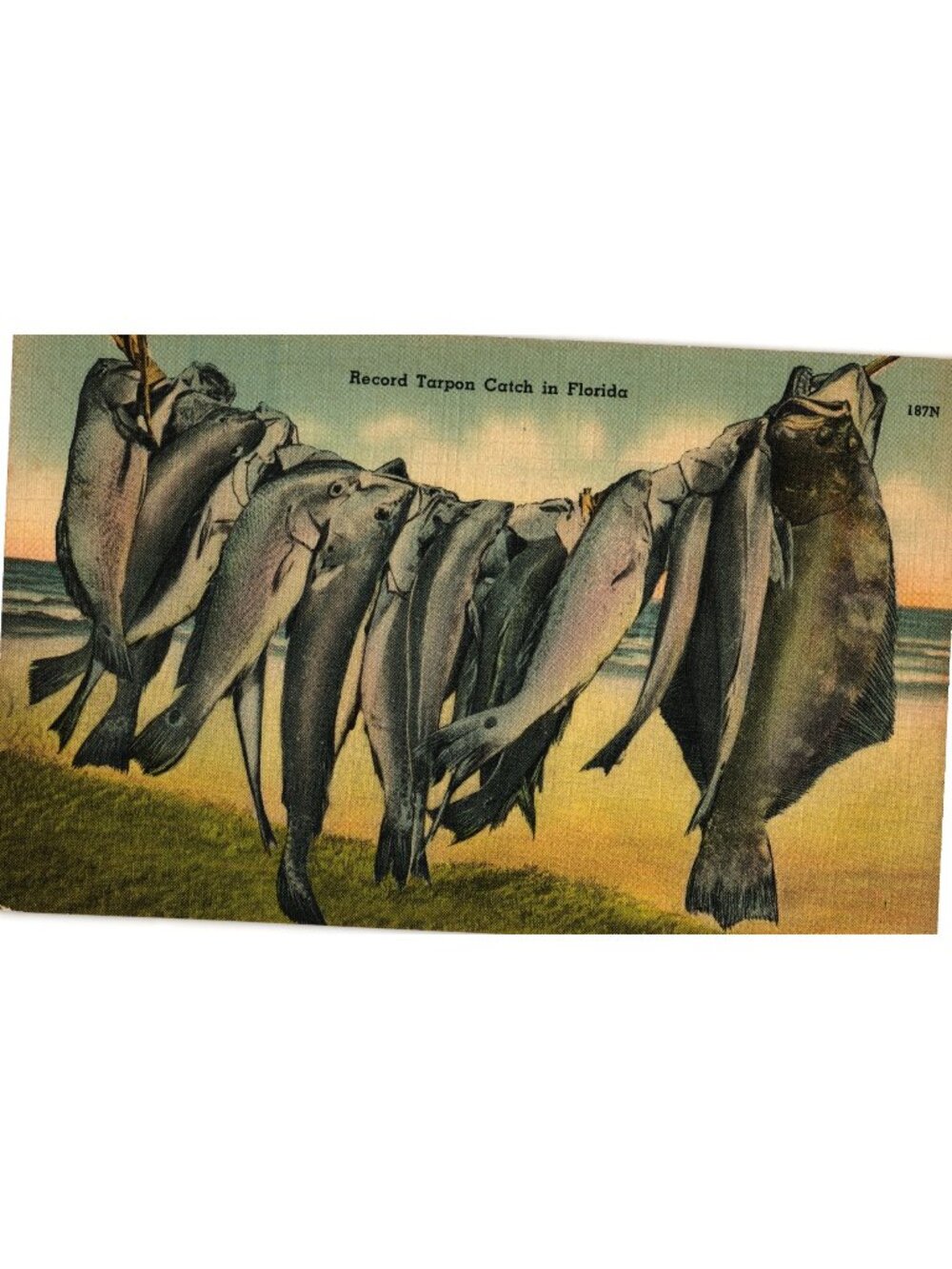 Record Tarpon Catch In Florida Early 1900s Linen Postcard Fishing Scene